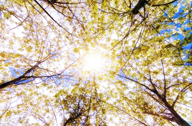Explore messages from Apollo and Mira on light, unity, ascension, spiritual discernment, nature, and humanity’s role in creating a New Earth.